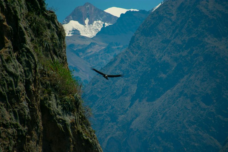 colca canyon